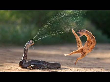 Amazing snake python