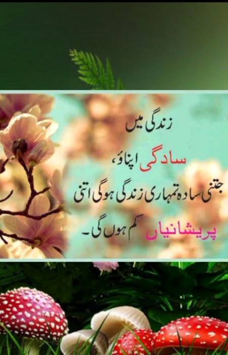 🌼🌸🌼🌸🌼🌸🌼🌸🌼🌸🌼