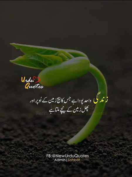 Bilkul 🌱🌴🌳🌲🍃☘️🍀