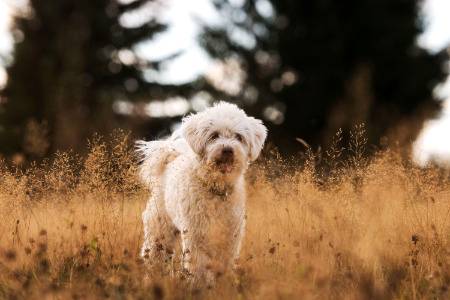 for dog lovers...