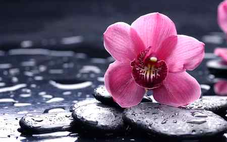 hlo friends