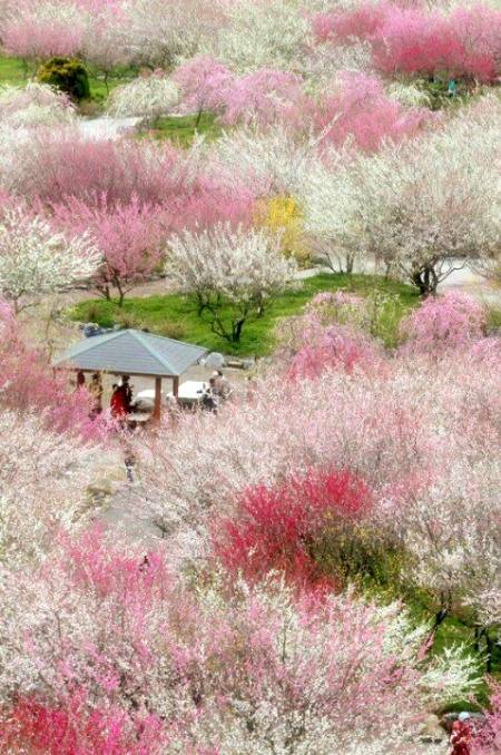 Japan photography