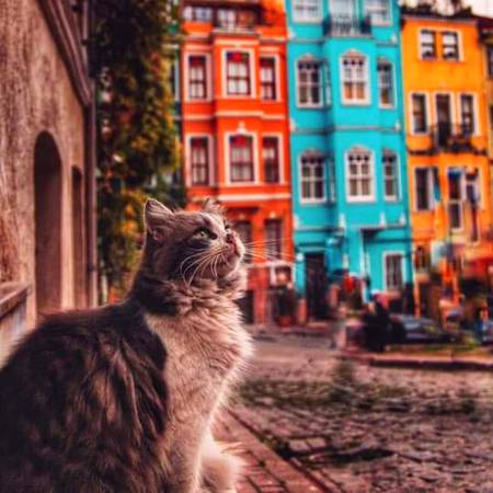 Istanbul city cat photo