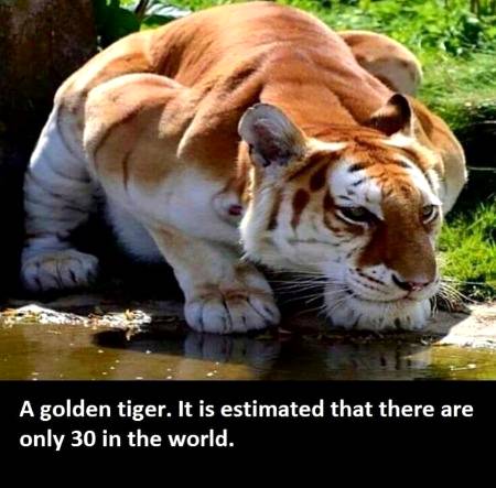 A GOLDEN TIGER