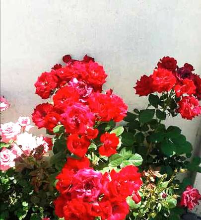 حقیقت میں قدرت کی پیدا کی ہوٸ ہر ایک چیز نعمت ہے ۔ 
مجھے اپنے سے زیادہ اپنے گھر کے ہر ایک پودے سے بہت محبت ہے
دیکھتی ہوں میں جب تجھے ایک سکون سا ملتا ہے 
🌹پھول 🌹میری 🌹جان ہے 🌹خوشبو 🌹میری 🌹پہچان ہے