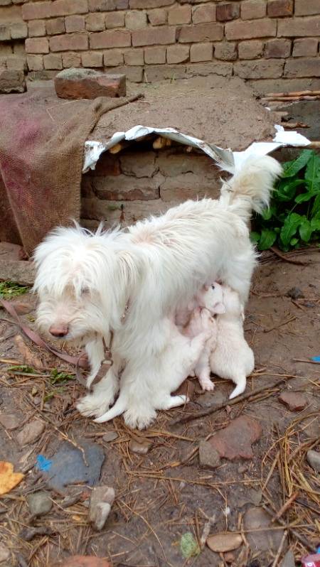 My shakti is deid😭😭😭