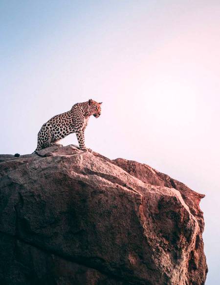 Cheeta 🔥 sitting on the peak of mountain 👌🏻
