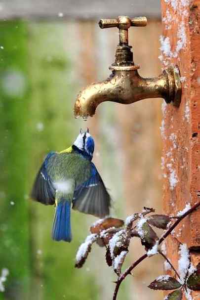 Blue bird Amazing pic✨