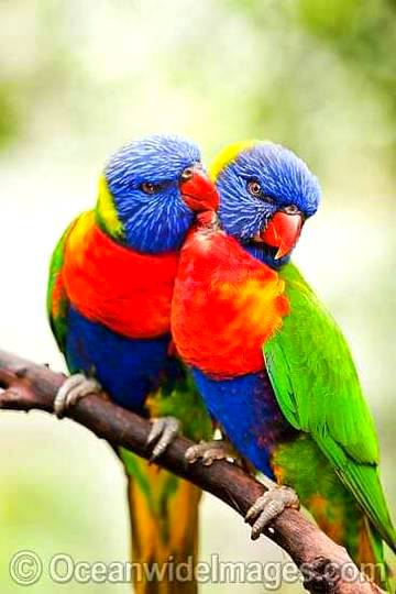So Adorable birds photography!