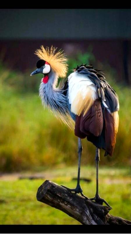 Awesome bird photography 💕💕