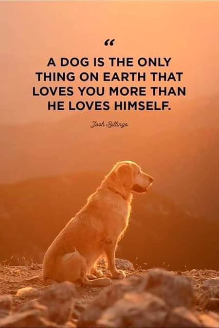 A Dog is The Only