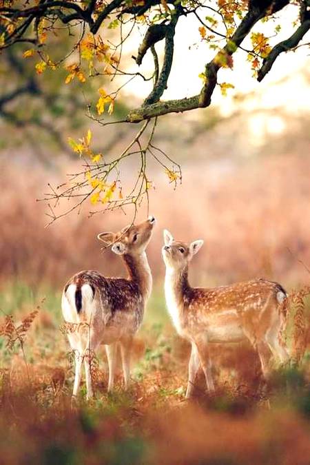 Beautiful Deer pic🔥