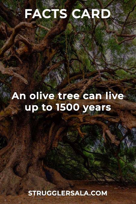 Do you know that about olive tree