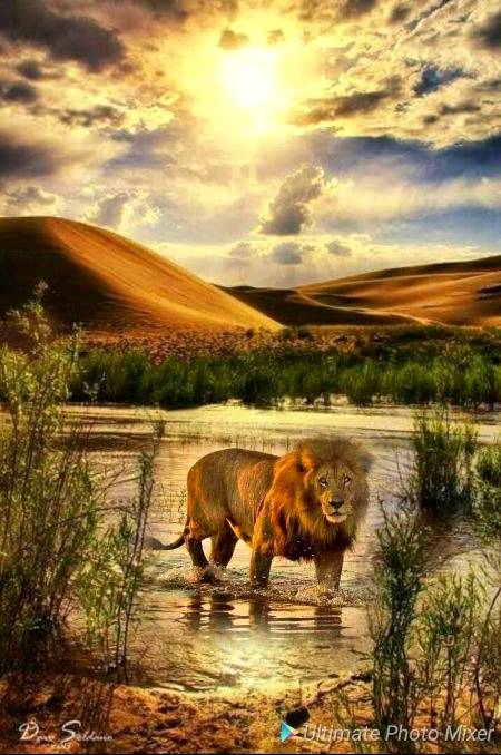 Beautiful edited pic of lion.... awesome sunrise view 🔥