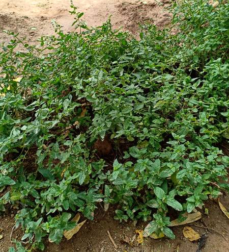 Sabaz Podeina ..Bearish k Bad Fresh look 🌿🌿