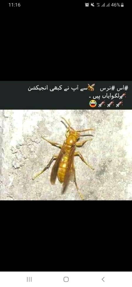 Kis kis ne es Naurs sa ingjaction lgya