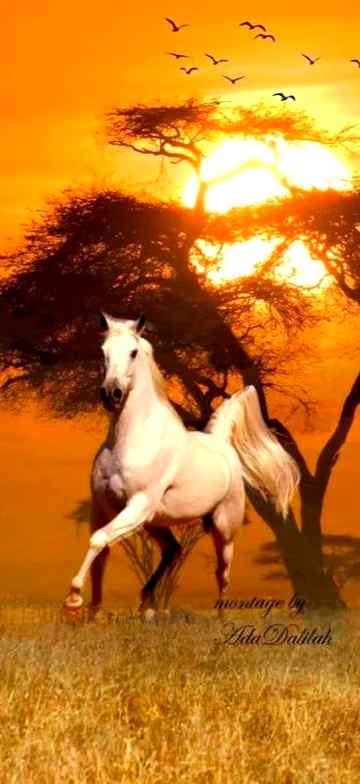 Favorite ❣️ horse...👍🏻
Aimen_khan🖤 Damadam.pk