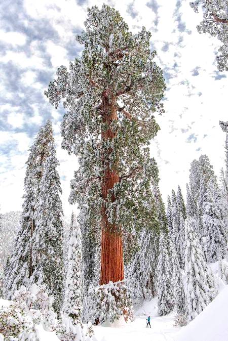 World largest tree present in sequioa forest.. like 🔥