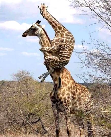 Mother's love..... ❤️❤️