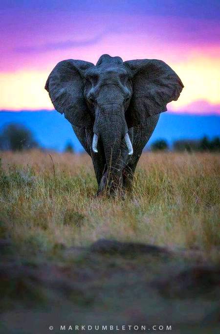 Wildlife photography 🐘