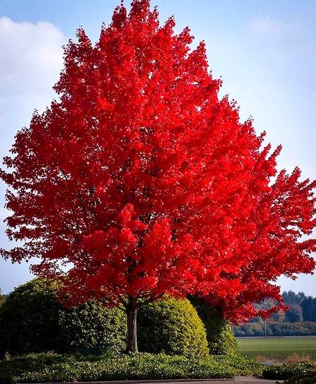 Beauty of Pakistan...Red maple tree 🔥 so beautiful...