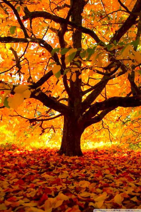 Beautifu tree looked like edited🔥