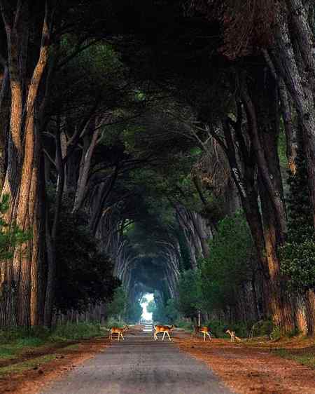 Carlo cafferini pisa, Italy