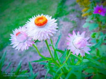 Flowers are the Music of the Ground
From EARTH,S lips spoken without sound...!