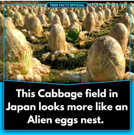 True fact
