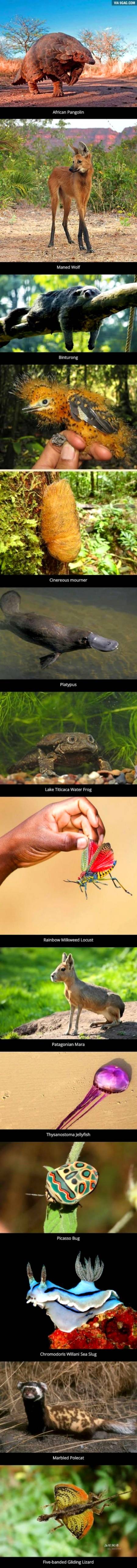 ___Rare creatures___