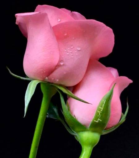 "اور الله اپنے بندو کو آزماتا ہے"
خواہشیں پوری کر کے، ارادہ توڑ کر،قیمتی شے چھین کر،عروج دے کر،ذوال لے کر،دل توڑ کر،دل جوڑ کر،مال و دولت سے ،اولاد سے،محبت سے ،نفرت سے،نرمی سے سختی سے،ہر چیز سے آزماتا ہے میرا رب اپنے پیارے بندو کو اور صرف اس کے مومن بندے ہی اسکی آزمائش پہ پورا اترتے ہیں۔۔۔!!!