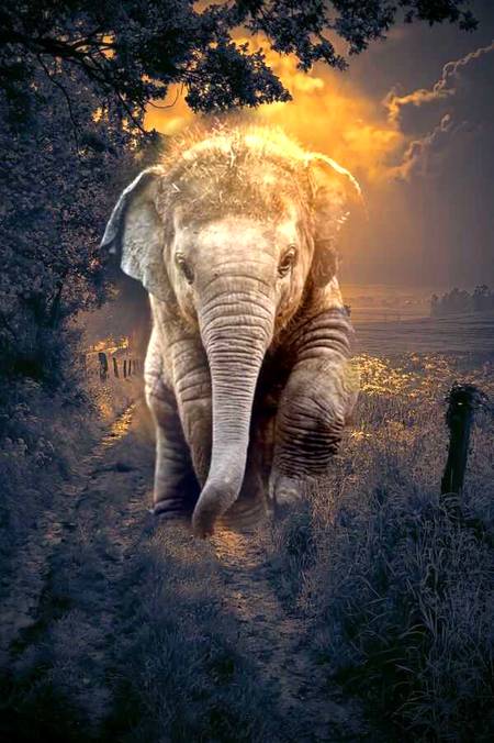 Beautiful pic Elephant..
Elephant are mostly present in wide variety south affrica forests..and its shows minimum variety of evolution...