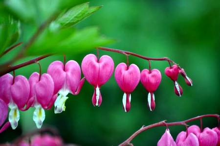 Broken heart flower😉😉