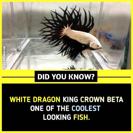 DID YOU KNOW??