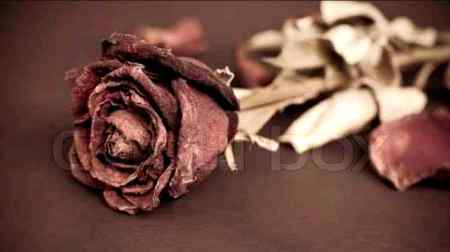 چند دنوں کی محبت کے لیے سالوں آزمایا گیا مجھے میری پھانسی کا فیصلہ کرنے کے بعد عدالت میں لایا گیا مجھے