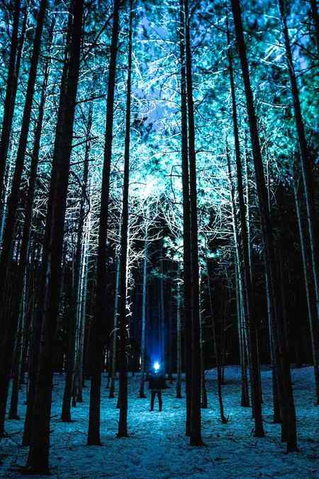 Beautiful Edited pic of trees 🔥🔥