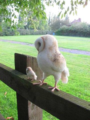 Barn owl