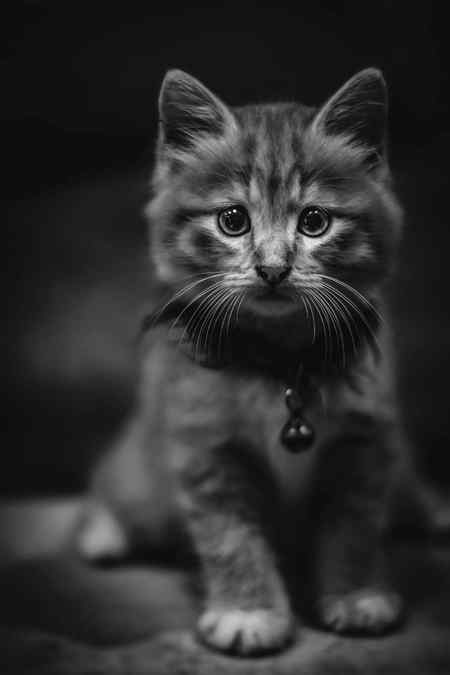 Cutness..🐈🐈