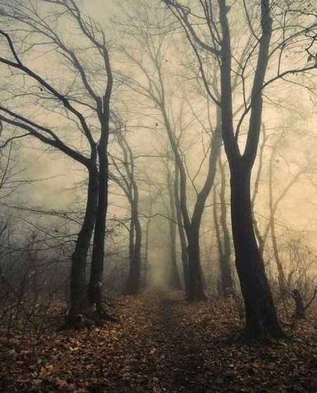 Amazing dark look of trees in night...👌🏻