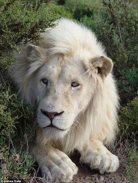 Amazing white lion
