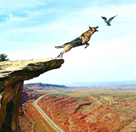 LESSONS FROM THIS PICTURE: 

1. Not all opportunities are to be taken. Some are traps.

2. A person can become so determined to destroy another person that they become blind and end up destroying themselves.

3. You fight best in your natural element and environment. Here the bird has advantage in his natural element.

4. Know your limits, we all have them.

5. Sometimes the best response to provocation is not to fight.

6. Sometimes to accomplish something you need team work, you will not always win alone.

7. Stick to what you do best and don't pursue what will kill you.
👌👌👌👌👍👍👍👍