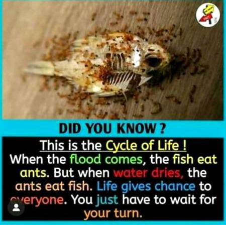 DID YOU KNOW ??