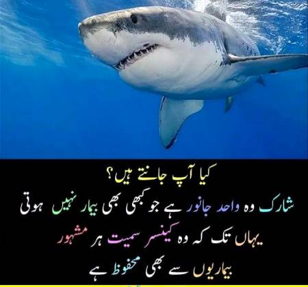 Kiya ap janty hain??