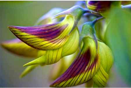 Ik esa drakht jiske phool parinde ki manend he... to Tm Allah ki kon konsi neematoo ko jutlaoghy.