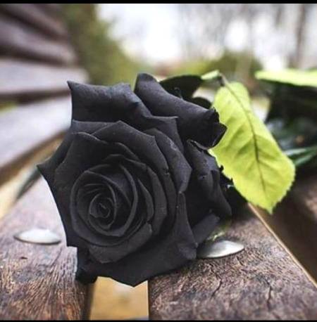 Black Rose