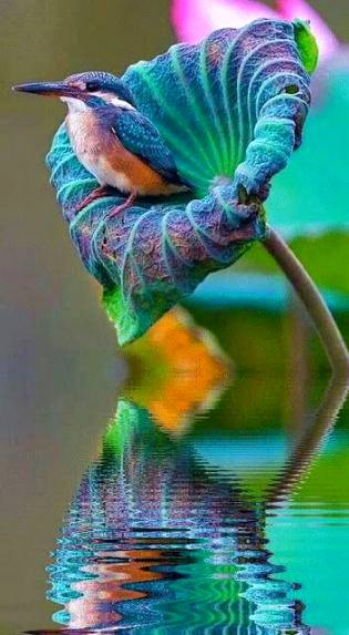 El coyote lives on the edge,so close to us-yet wild,, tracks and scat just yards away from where we live and drive💕💕