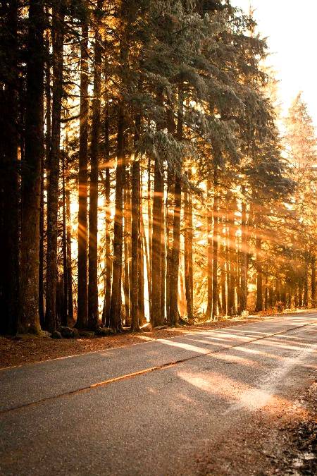 Beautiful view of tress .... with sun rays 🔥