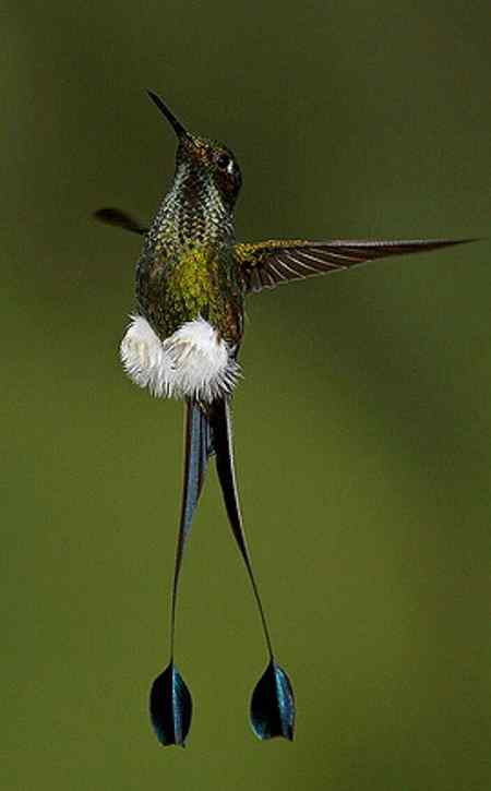 Hummingbird 💕💕