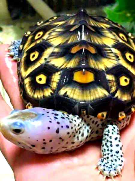 💛🖤Kachwa🖤💛