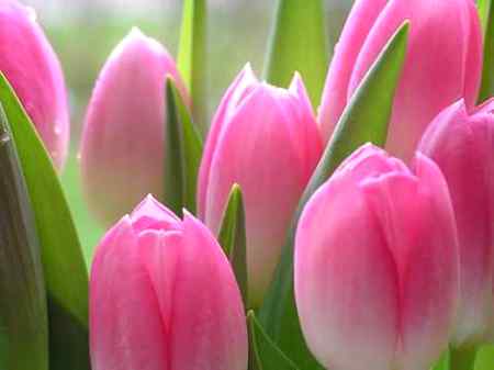 My favourte flowers tulips ❤❤❤❤💕💓💕